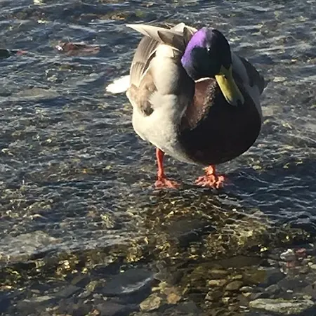 L'angolo Dei Pescatori Cerro (Laveno-Mombello)